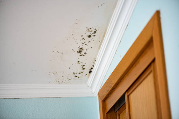Best Attic Mold Remediation in Rutledge, GA