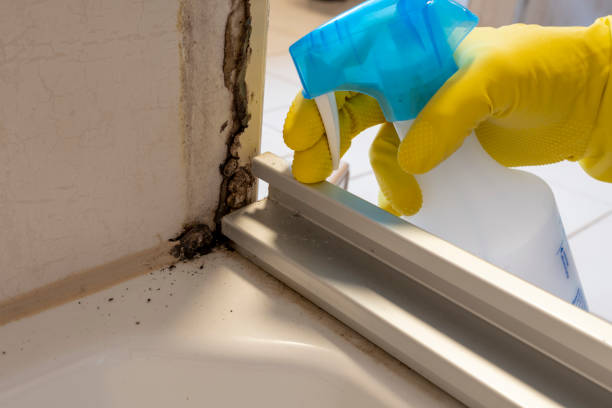 Best Black Mold Remediation in Rutledge, GA
