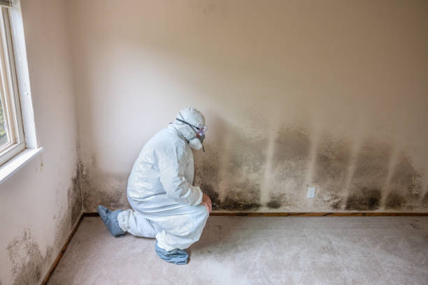 Trusted Rutledge, GA Mold Remediation Experts