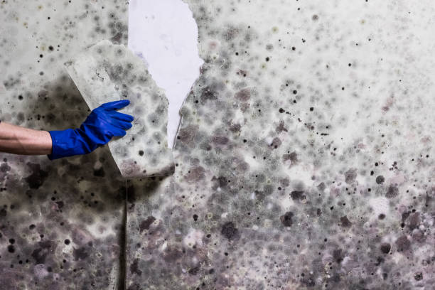 Best DIY Mold Remediation Support Services in Rutledge, GA
