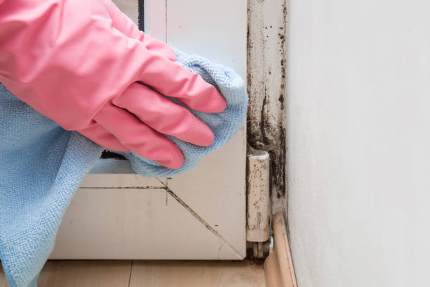 Best Emergency Mold Remediation in Rutledge, GA